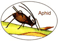 
Aphid.
